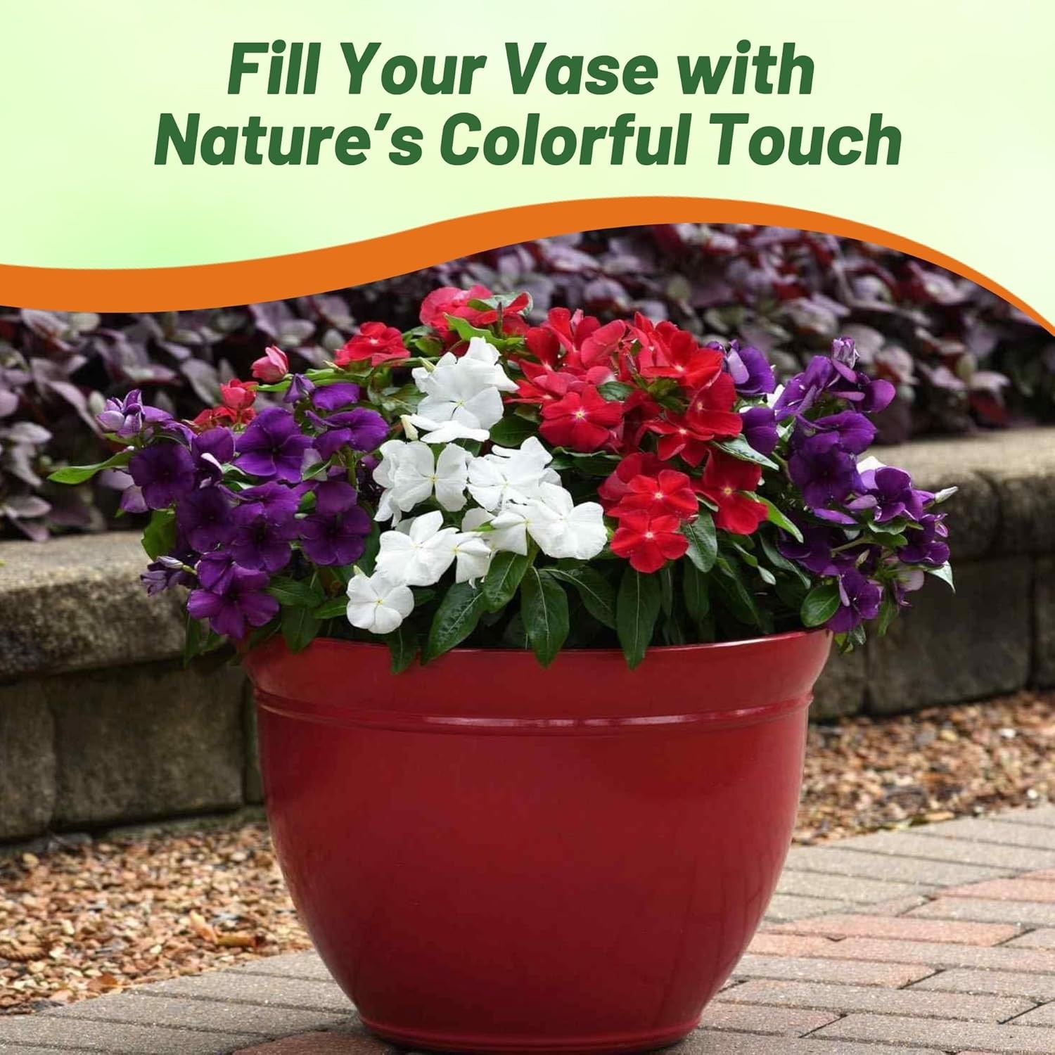 50 Seeds Vinca Periwinkle Seed Mix For Planting – American Pie Ground Cover