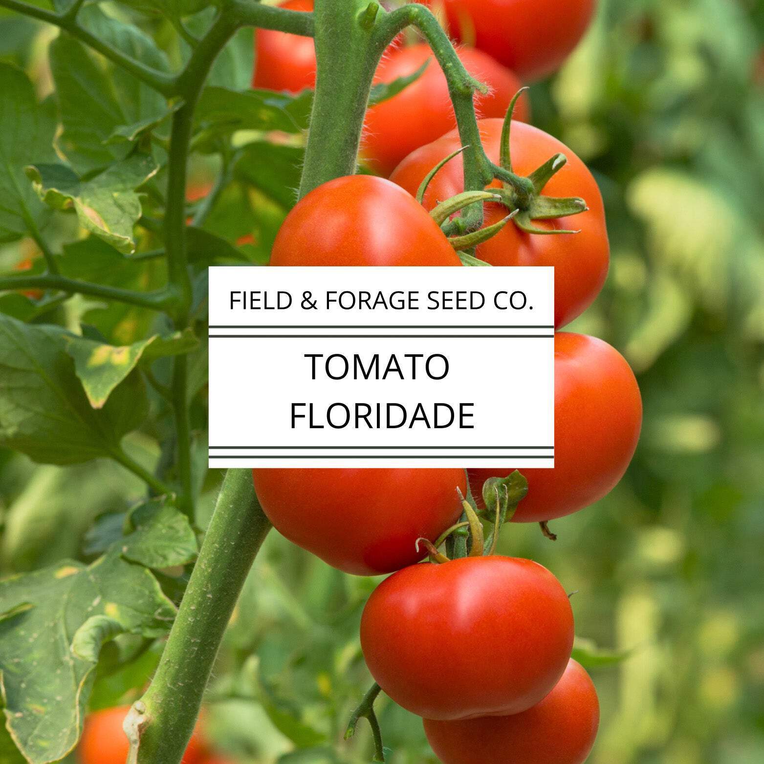 Tomato Floridade | Heat-Tolerant Heirloom | Non-GMO | 300 Seeds