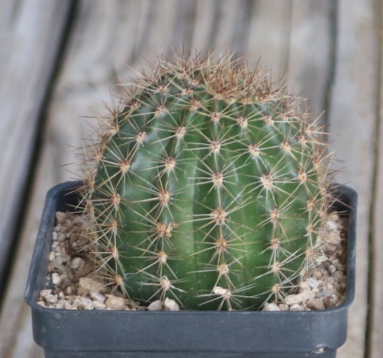 Echinopsis hybrid ‘Pink Glow’