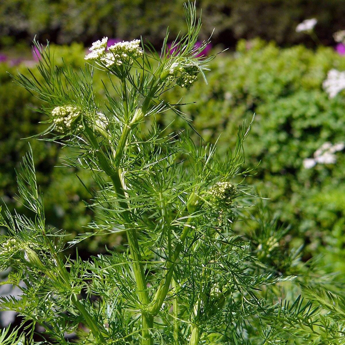Cumin Herb Seeds Cuminum cyminum 200 Seeds Free Shipping!