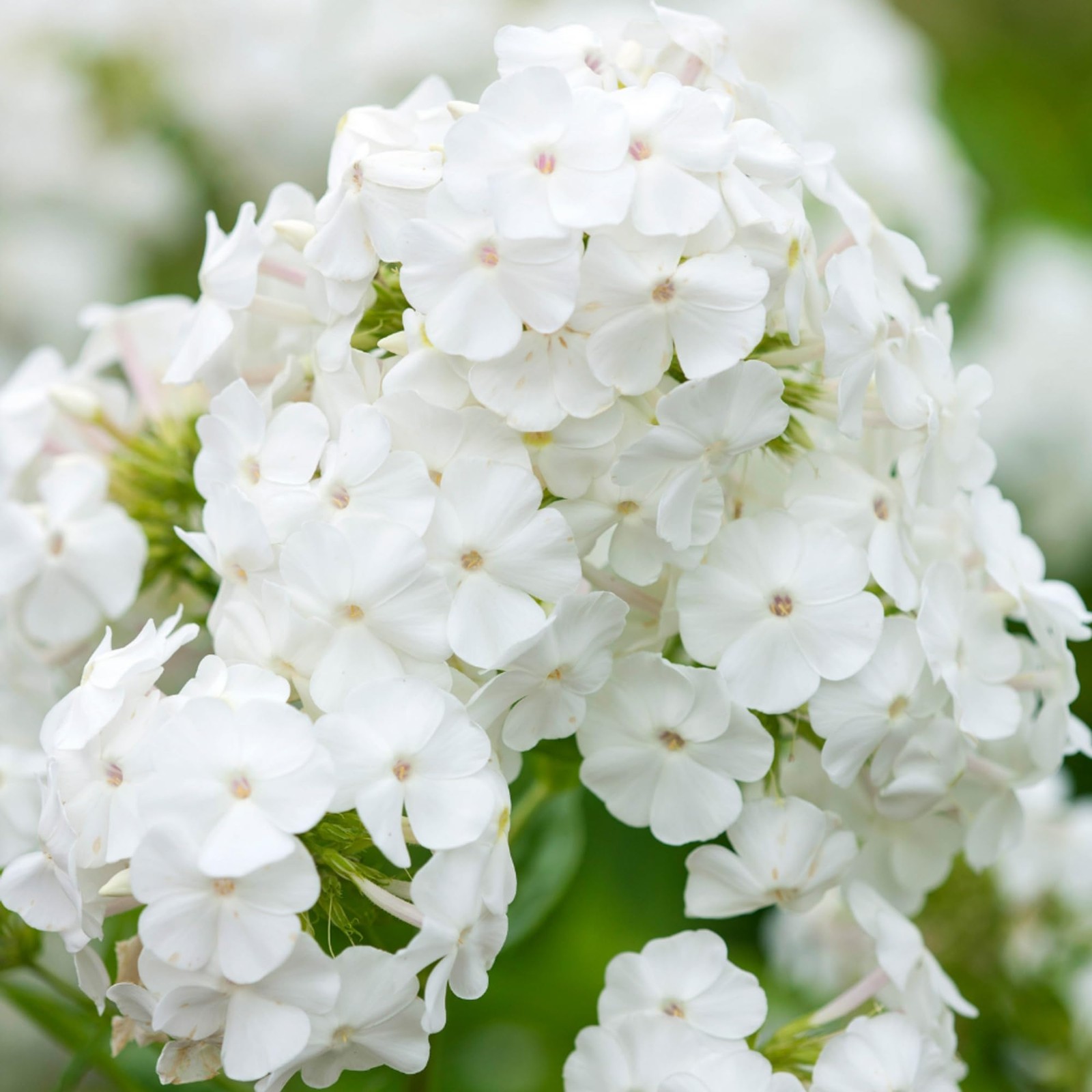 1000+ Creeping Phlox Seeds for Planting – Bright Mixed Phlox Seeds Creeping P…