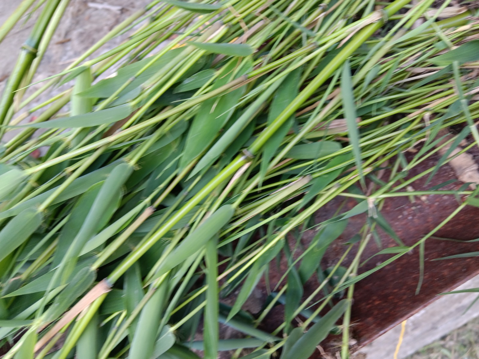 Bamboo Plants Live Starter Plant 10 Rizomes Organic Aurea Bamboo