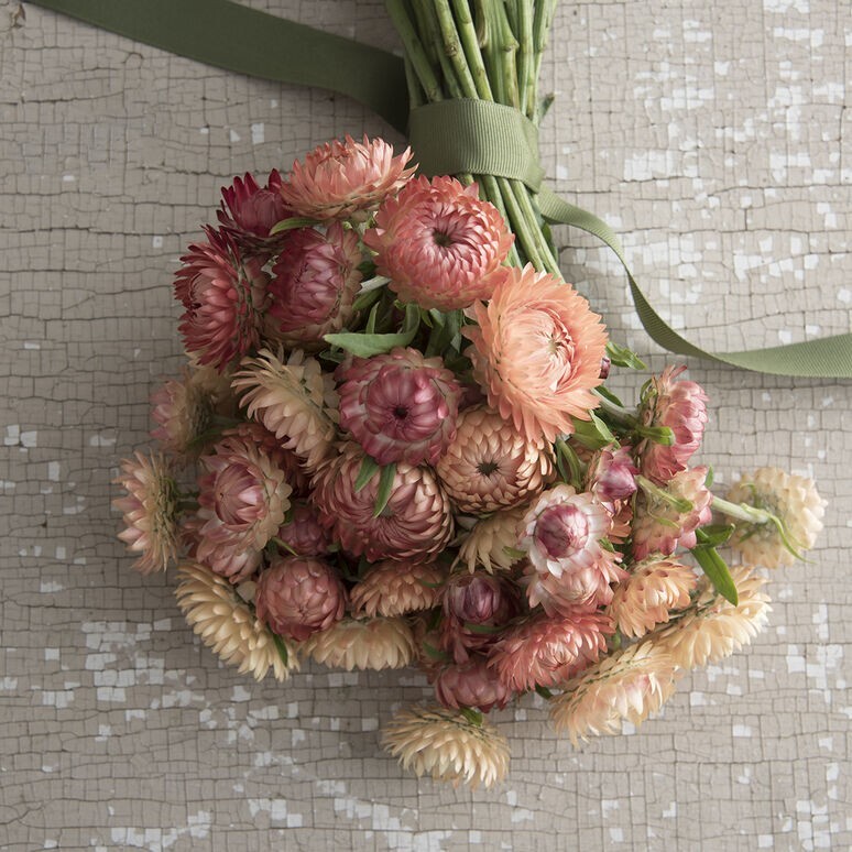 Strawflower Variety: 5 Individual Packs of 100+ Seeds