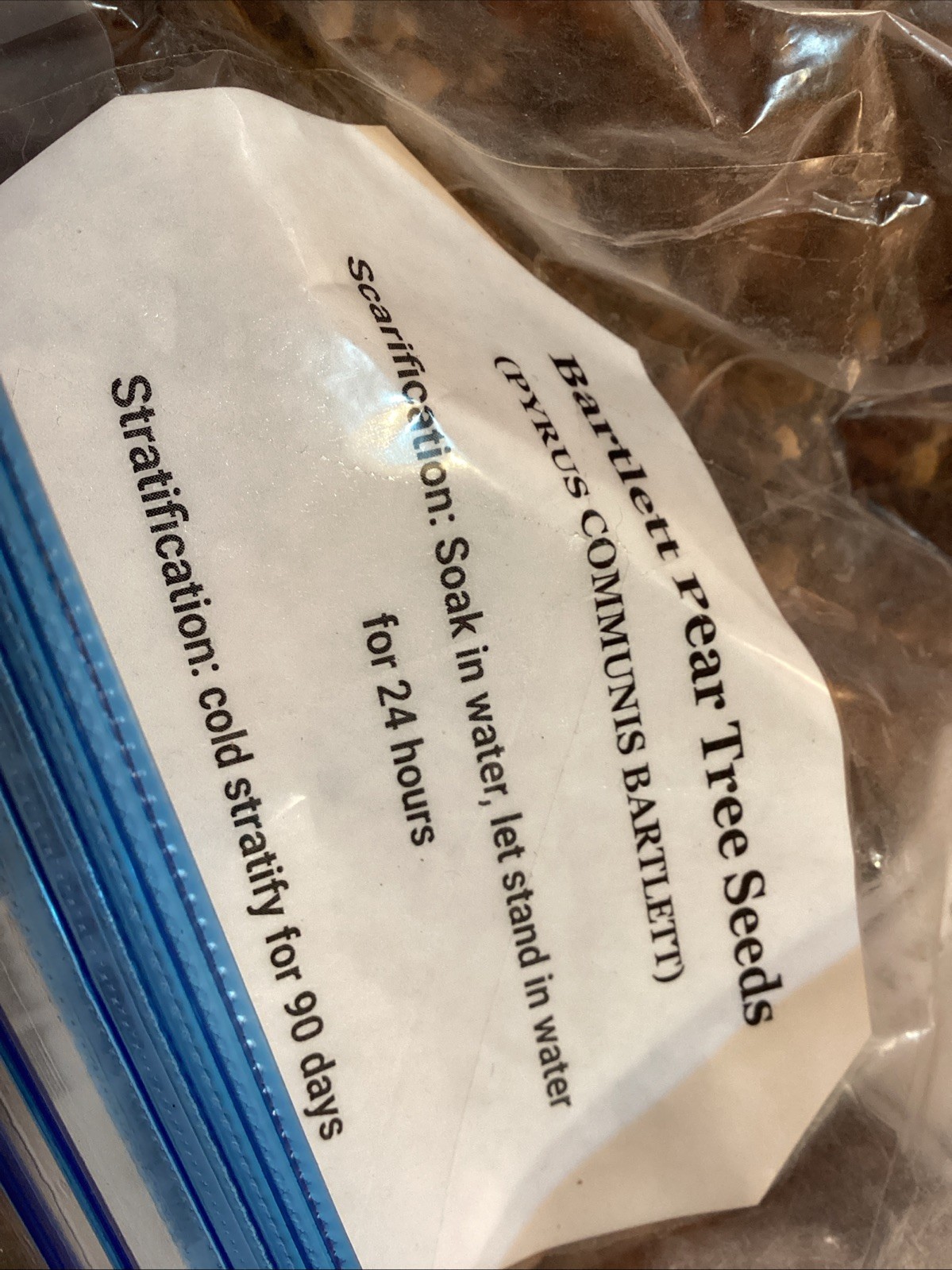 Bartlett Pear Tree Seeds (PYRUS COMMUNIS BARTLETT)