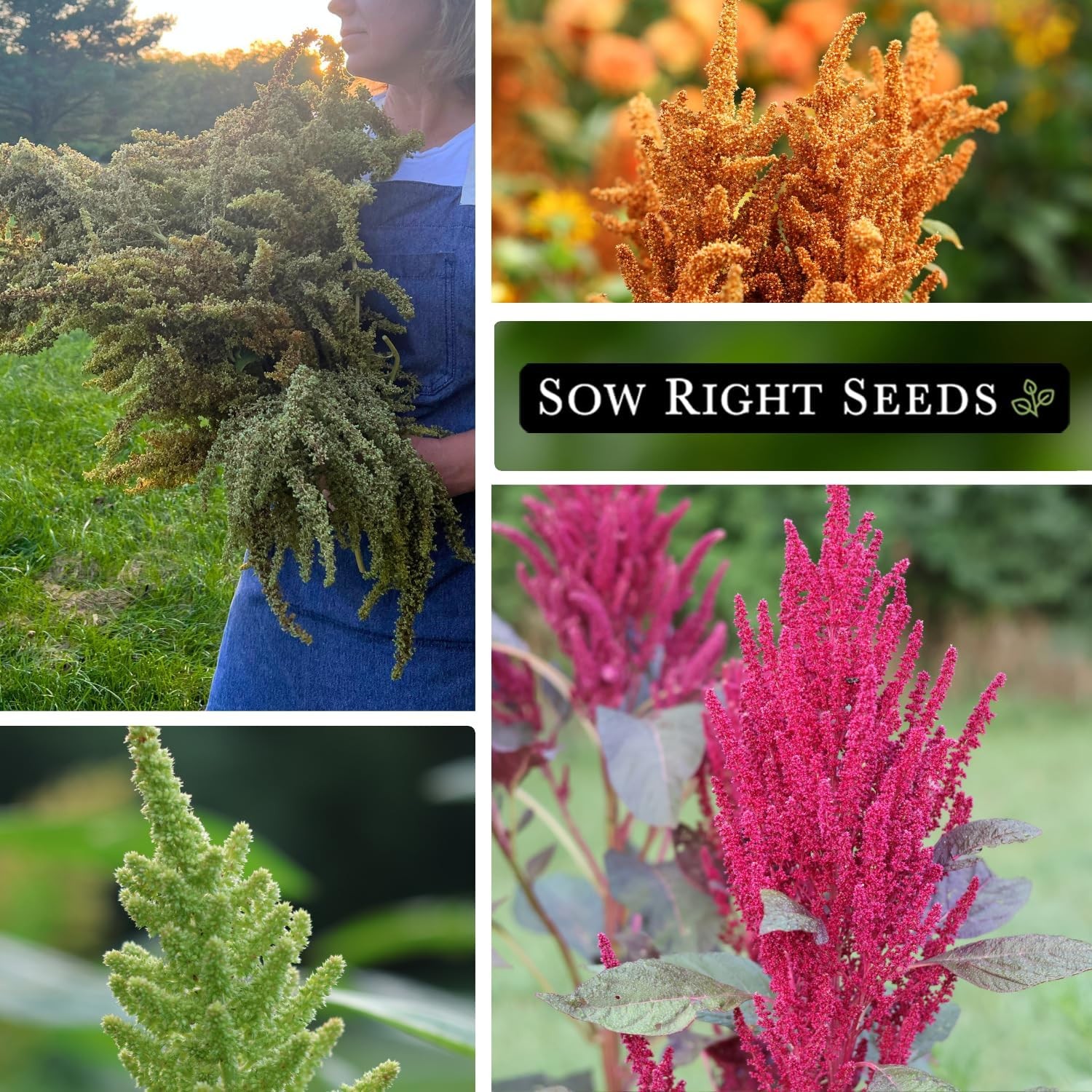 Sow Right Seeds – Amaranth Seed Collection for Planting – Non-GMO Heirloom Varie