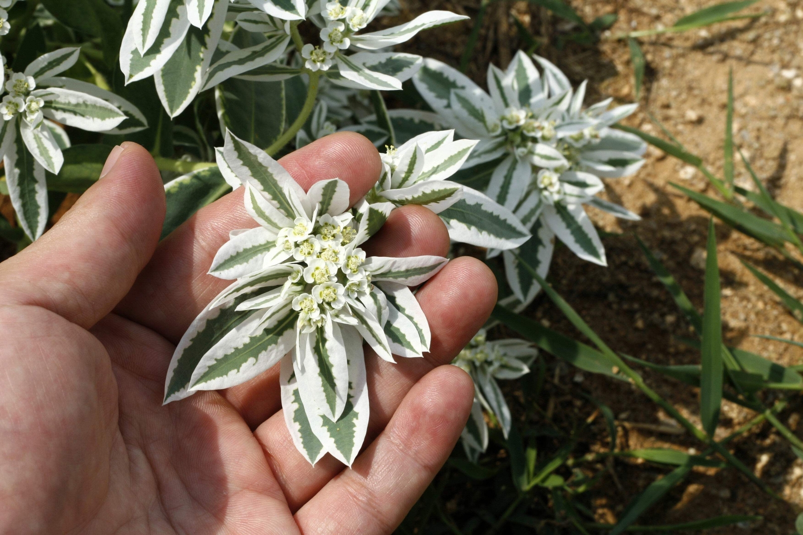 20 SNOW ON THE MOUNTAIN Euphorbia Marginata Flower Seeds *Flat S/H