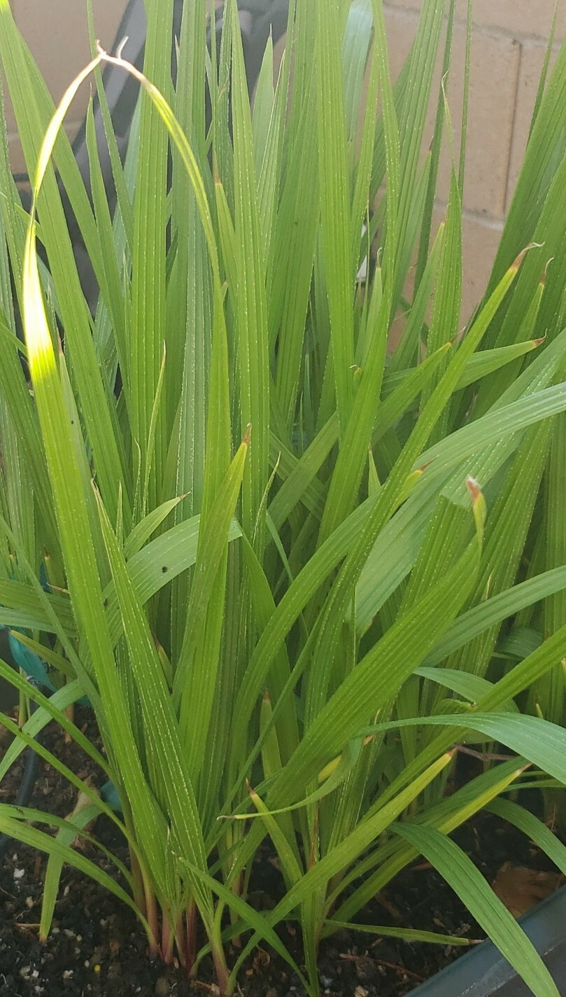 (2) 14- 18 INCHES, 2+ YEARS, WASHINGTON ROBUSTA, MEXICAN FAN PALM TREE SAPLINGS