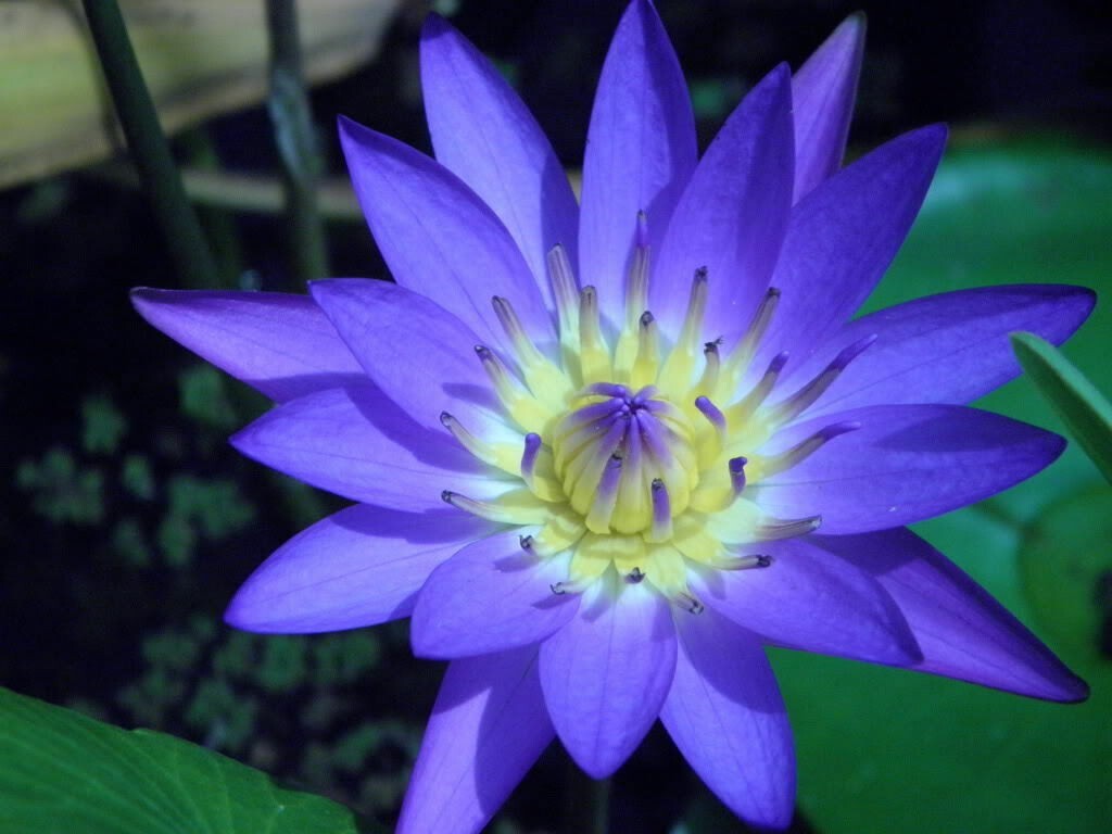 10 PURPLE WATER LILY Pad Nymphaea Sp Pond Lotus Flower Seeds *Combined Shipping
