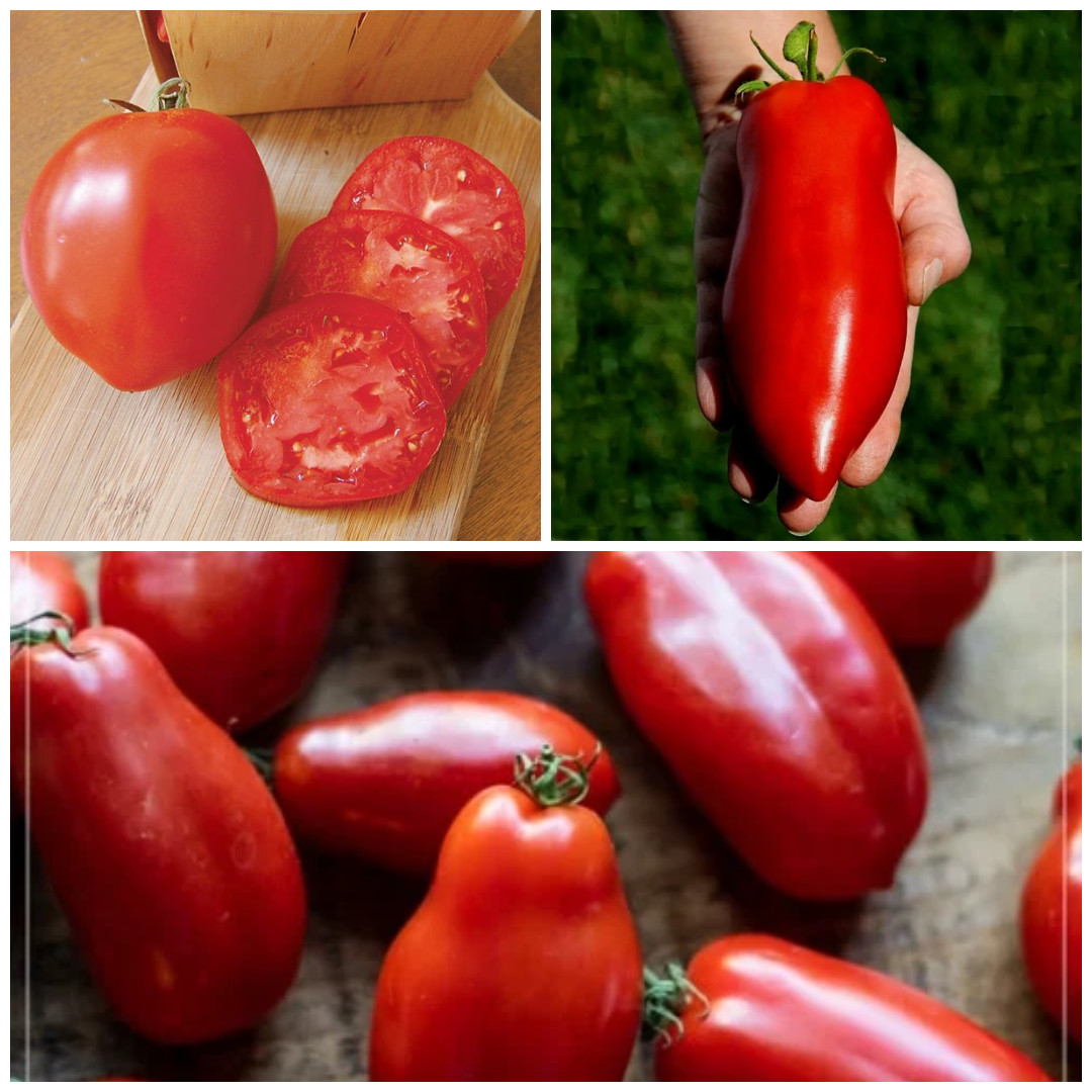 Heirloom Paste Tomato Seed Combo – 300 Seeds Total – Three Top Pasting Varieties