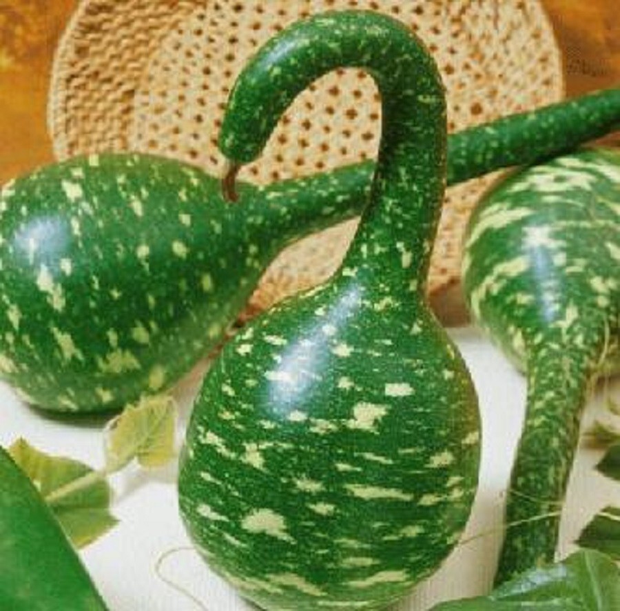10 Speckled Swan Gourd Seeds