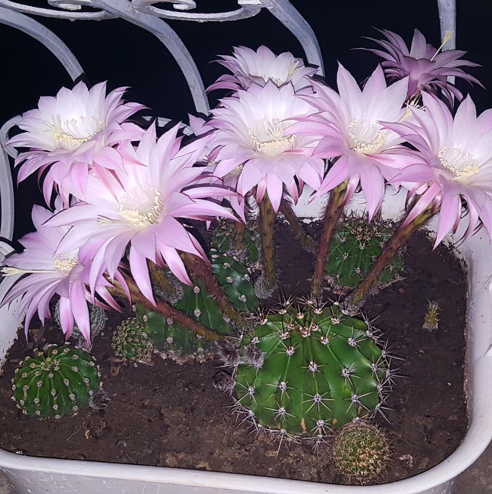 Echinopsis Rhodotricha 5 Seeds Free Shipping!