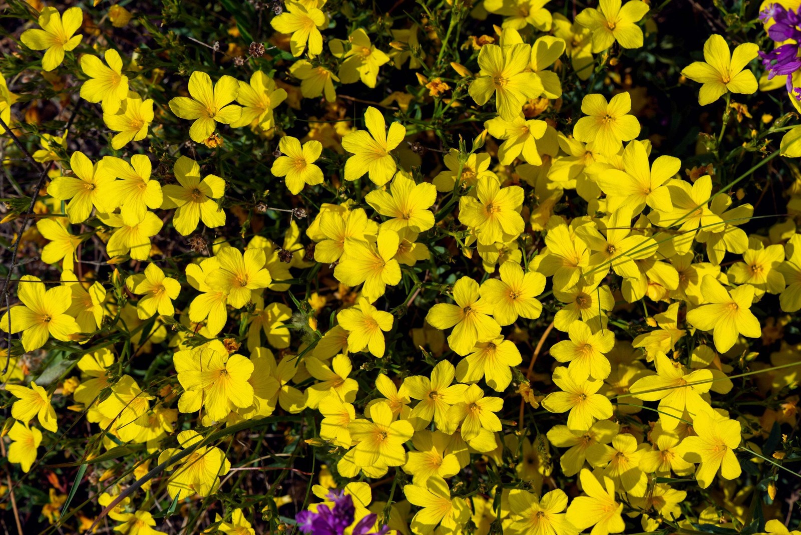 500 Organic GOLDEN FLAX Yellow Linseed Common Linum Flavum Flower Seeds