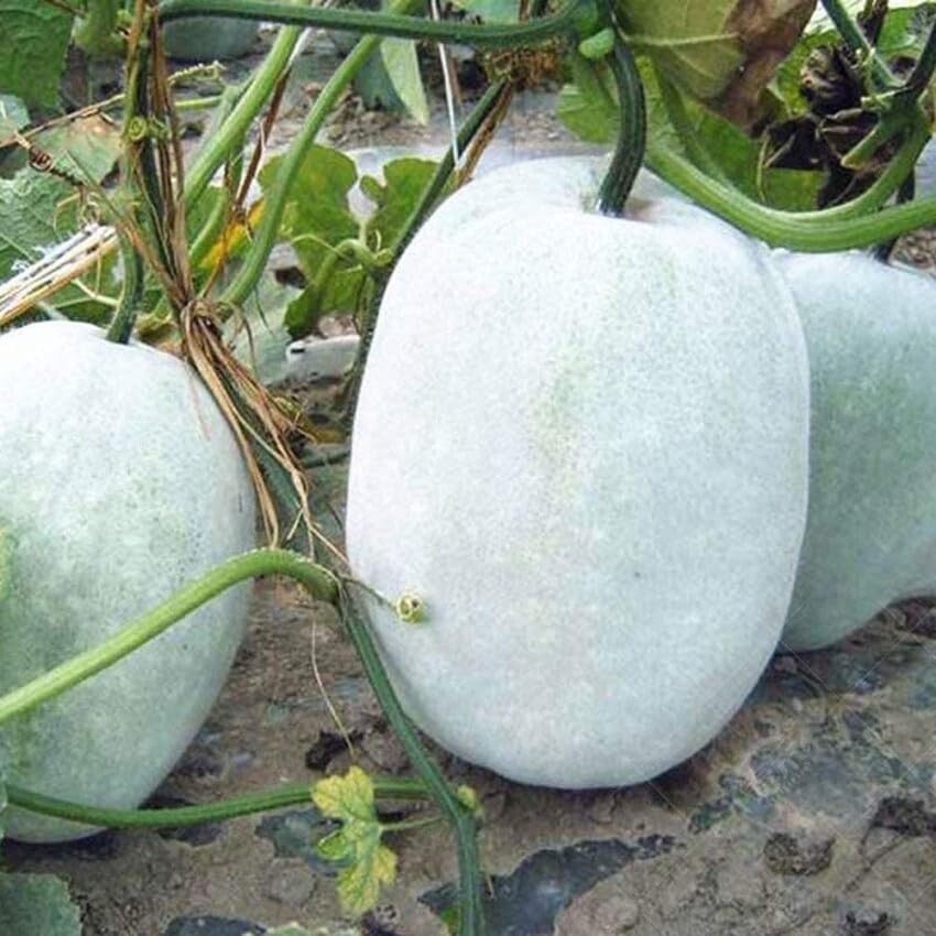 10 CT. Giant White Skin Winter Melon Seeds | Ash Wax Gourd
