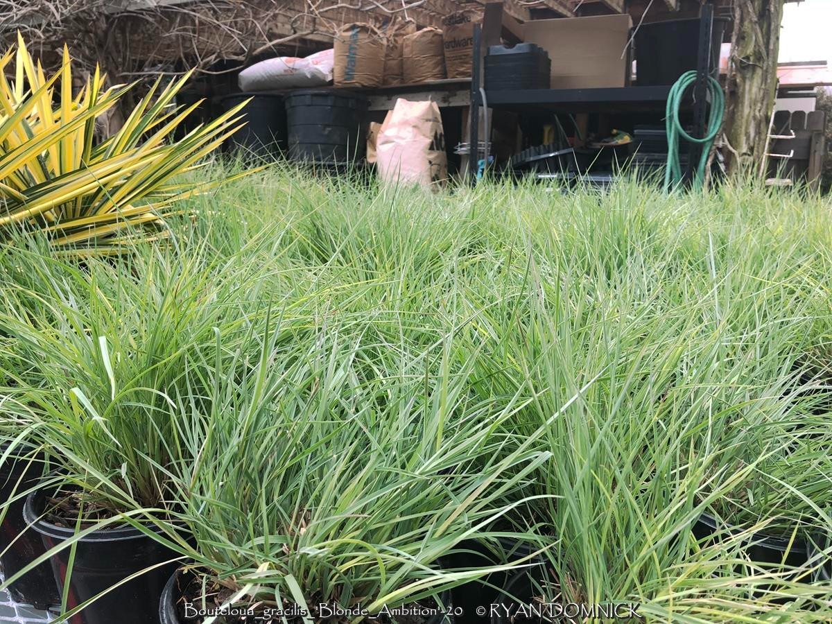 BULK SEEDS!…Bouteloua gracilis Blonde Ambition…Blue Gramma Grass..QTY/bag500