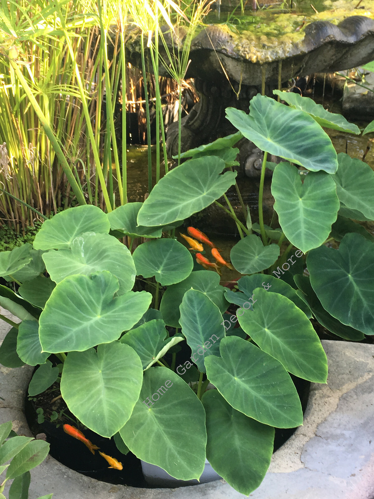 READY TO GROW 15 Colocasia Esculenta Elephant Ear Taro Gabi Kalo Eddo Bulbs