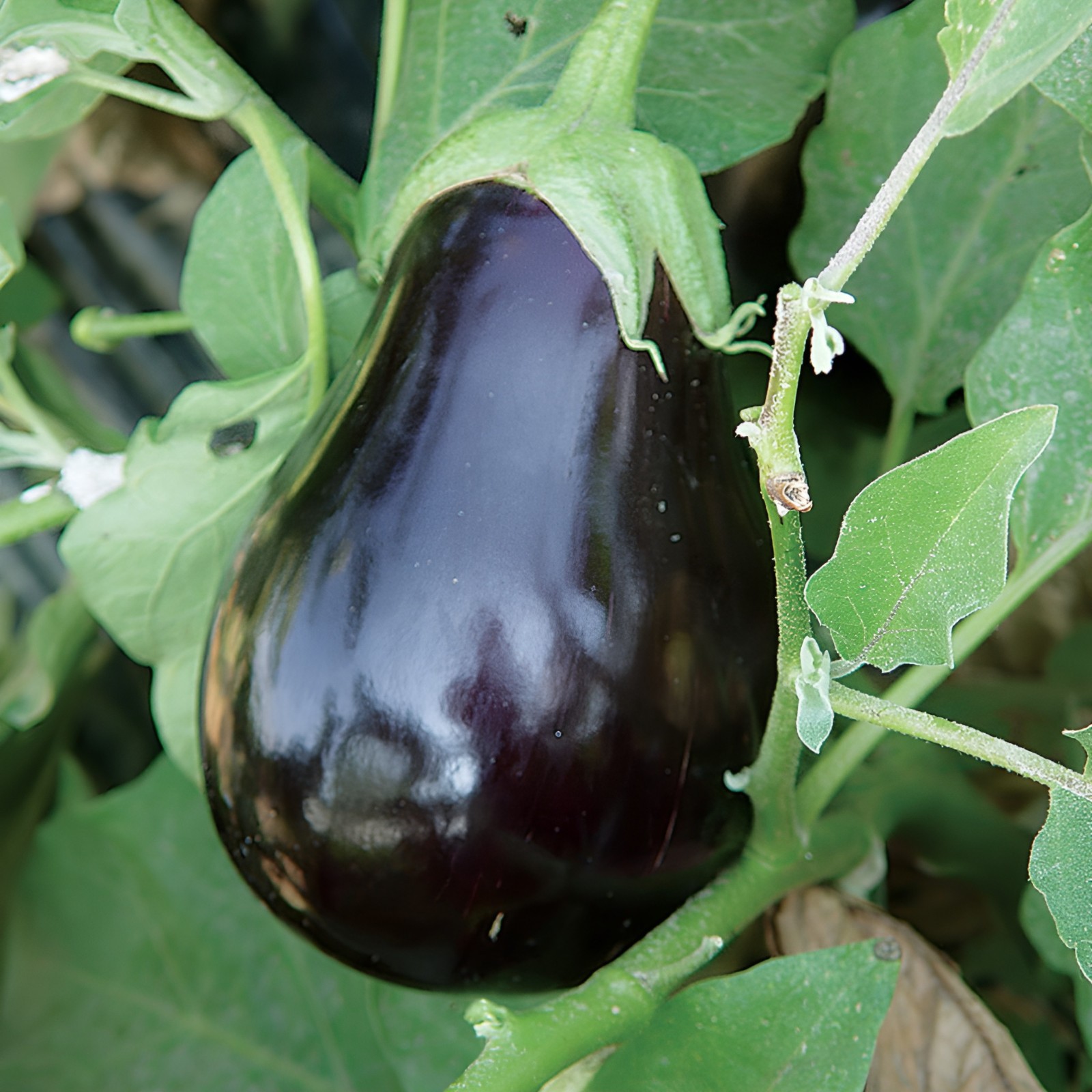 350 Heirloom Black Beauty Eggplant | Aubergine Seeds – Large Garden Classic