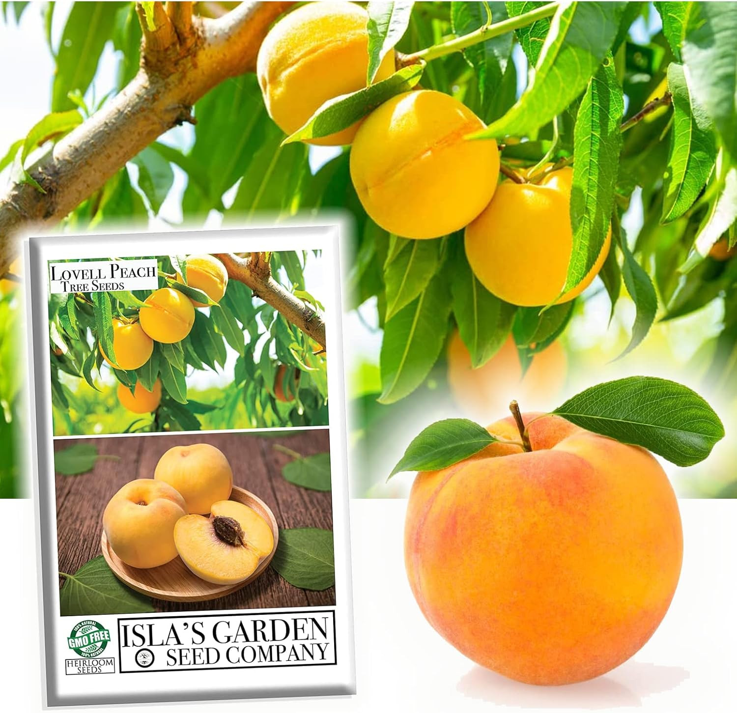 Lovell Peach Tree Seeds for Planting, (Prunus Persica), 2 Heirloom Seeds per Pac
