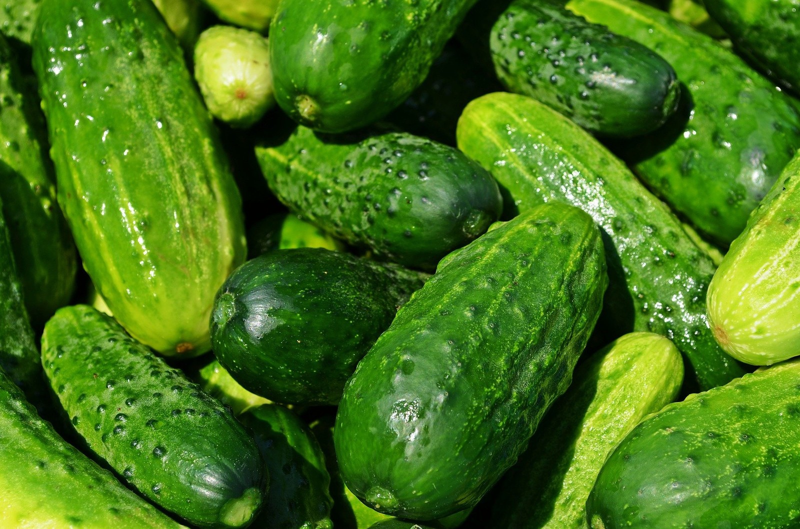 Ultra-Compact Cucumber Plant Seeds “Space Master 80” – Ideal for Container Ga…