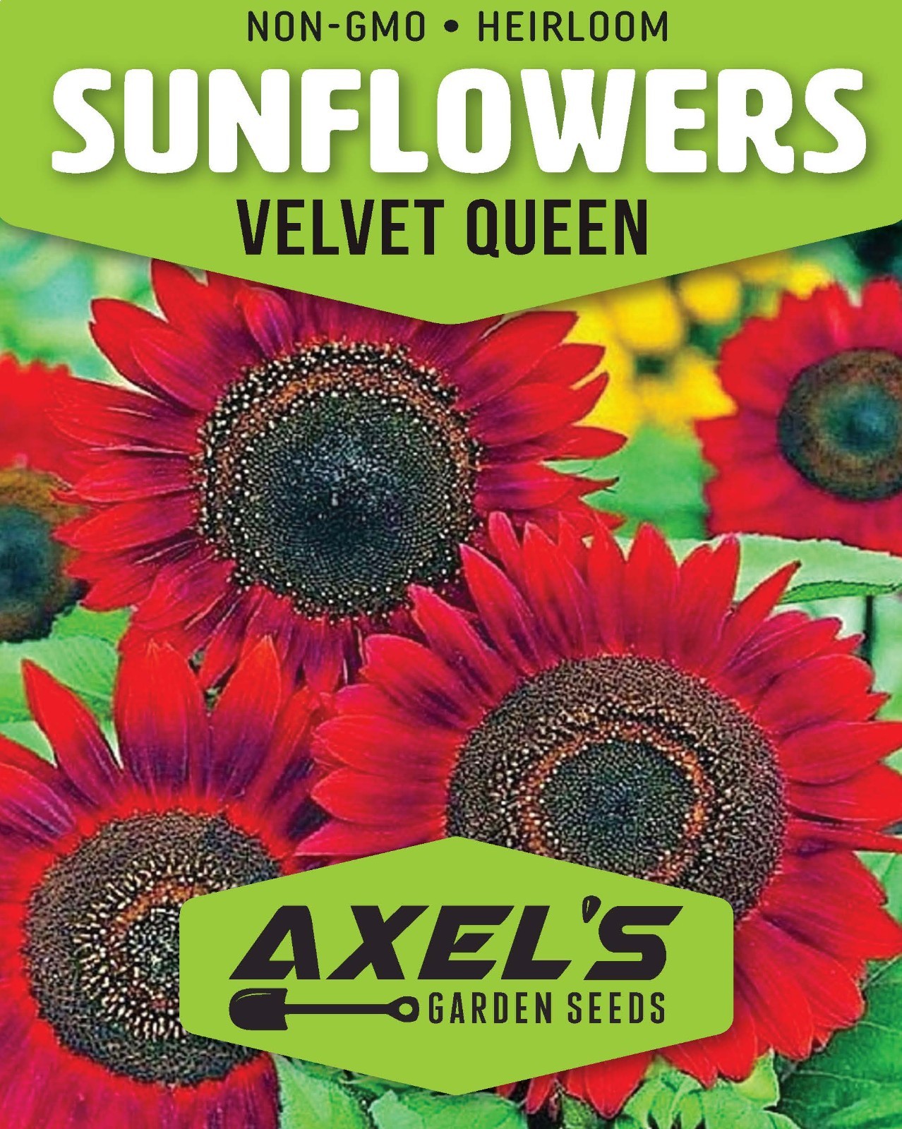 Red Vibrant Sunflower Seeds for Planting- Velvet Queen, Heirloom, Non GMO