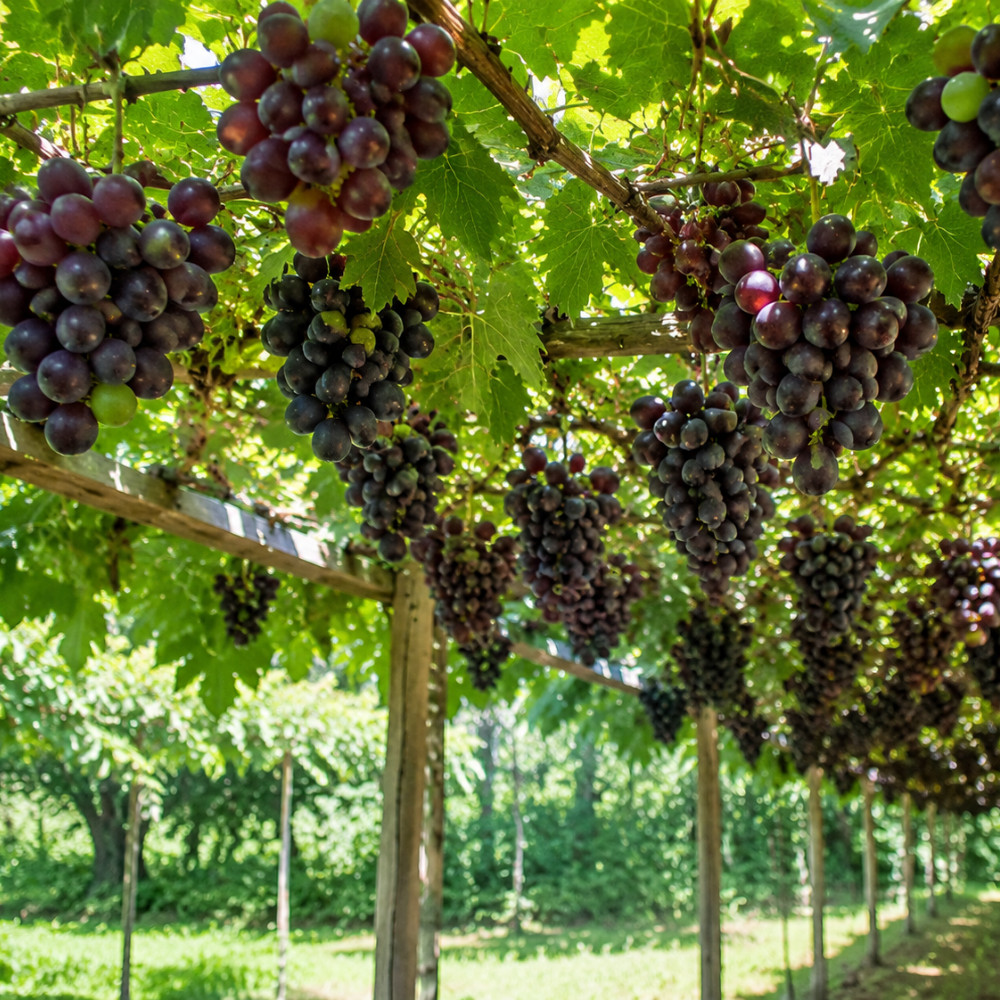 Southern Home Muscadine Grape Vine Live Plant 4-6 Inches Rooted Easy Fruiting Va
