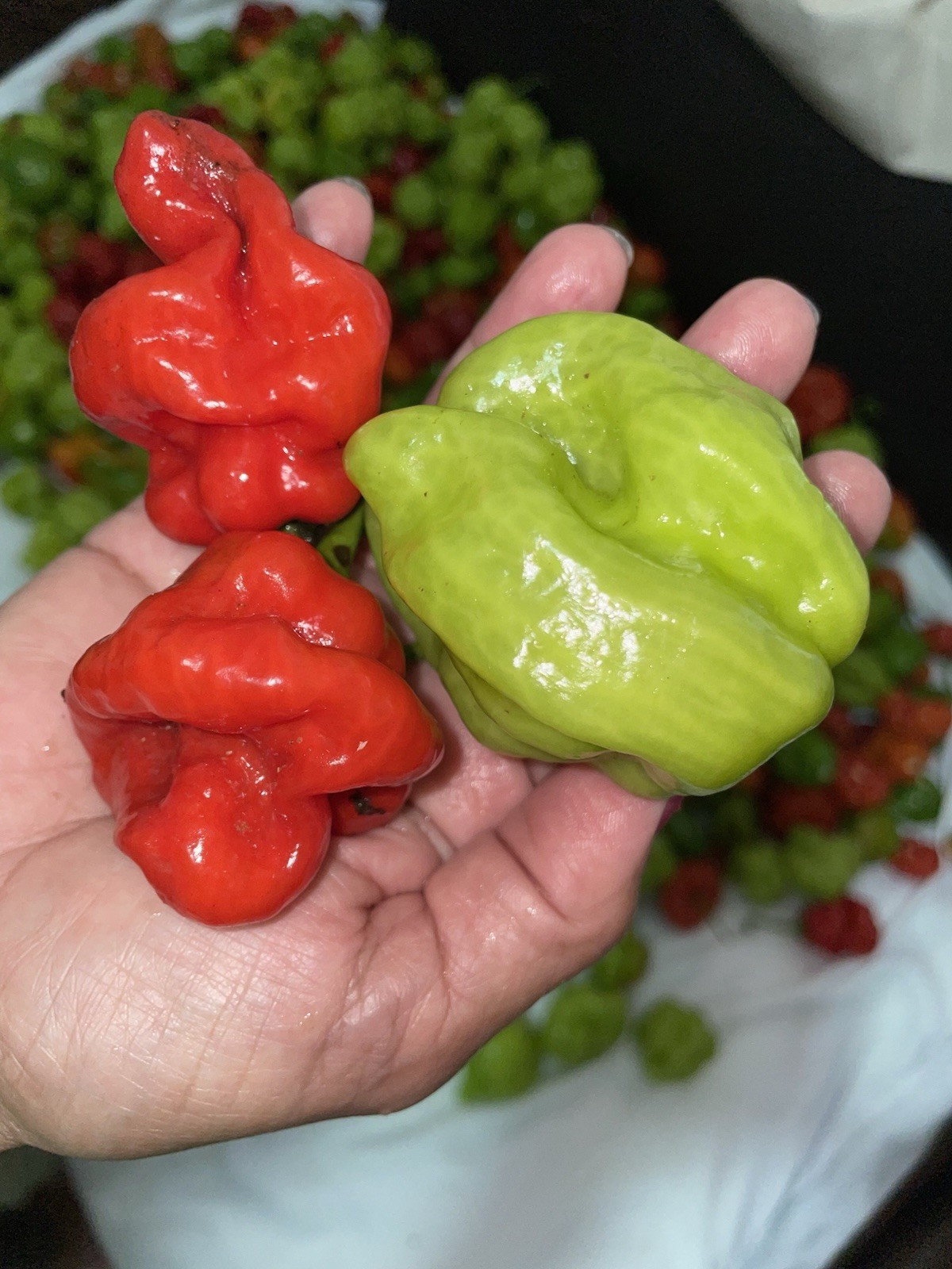 Aji Dulce Capsicum Quechucha Aji Cachucha dulce pimienta 100 semillas