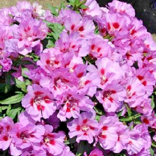 Lilac Godetia (Clarkia amoena) Satin Flowers Fresh Heirloom Seeds Non-GMO