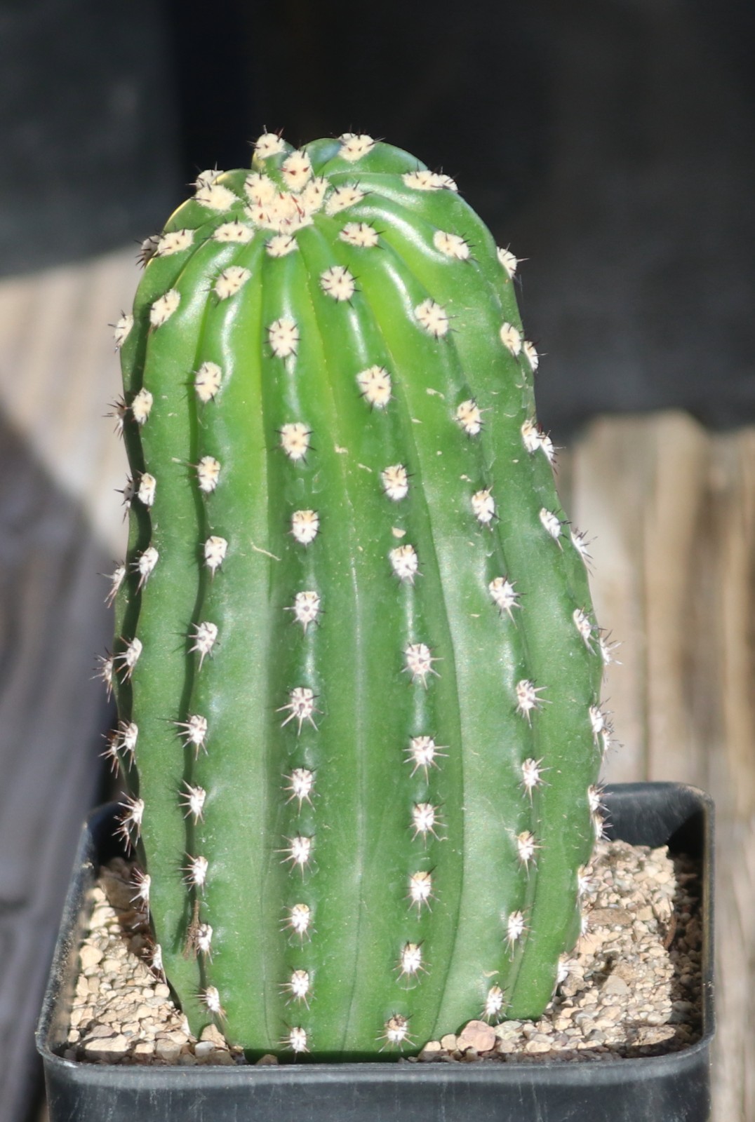 Tricho hybrid ‘Betty Boom’