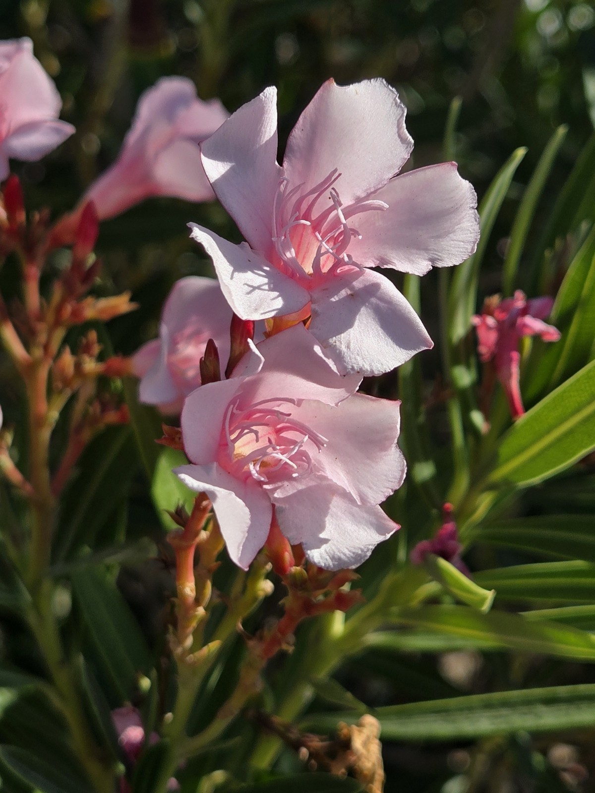 PINK OLEANDER, NERIUM OLEANDER, EXOTIC PLANT TREE (60 2024 Seeds) (08)