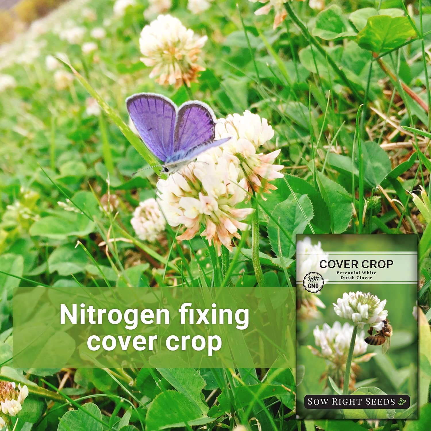 White Dutch Clover Seeds NonGMO Cover Crop for Gardens Attract Pollinators