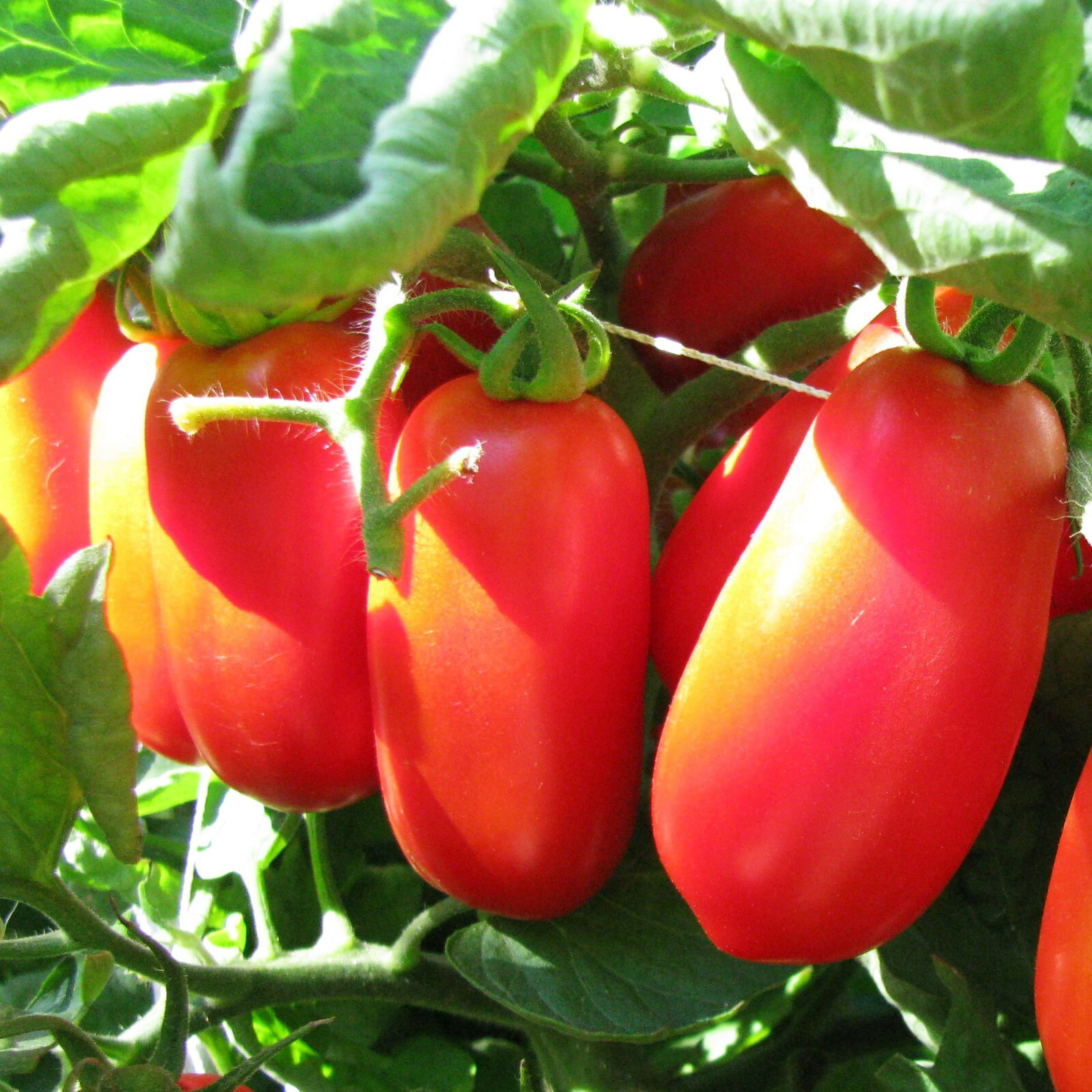 San Marzano Tomato Seeds | Indeterminate Italian Plum Tomatoes Roma Seed 2023
