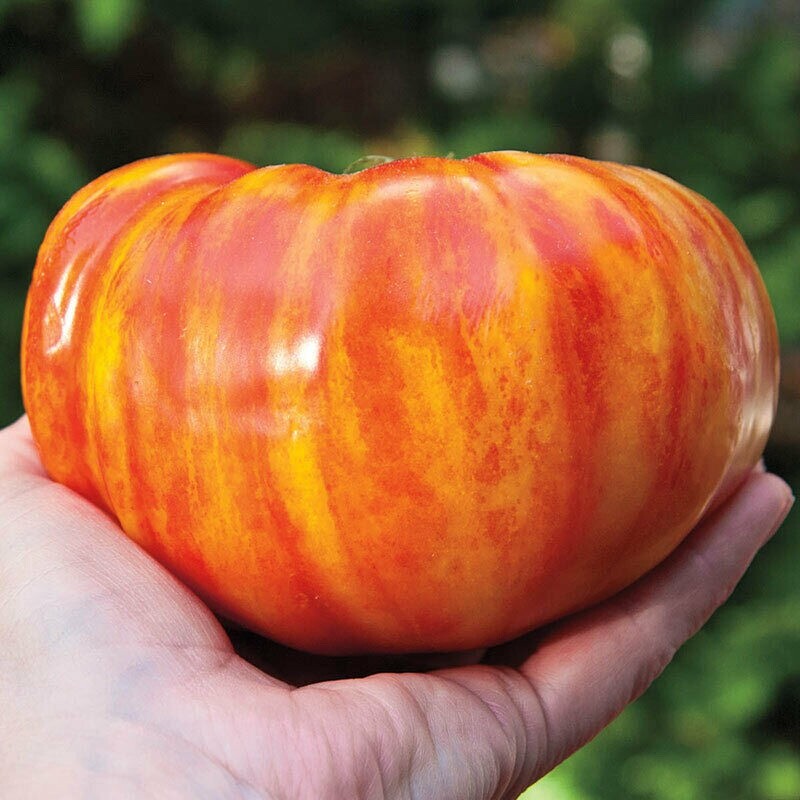 30+ Seeds Beefsteak Tomato Rainbow Giant Rare Indeterminate Organic, 2025 Season