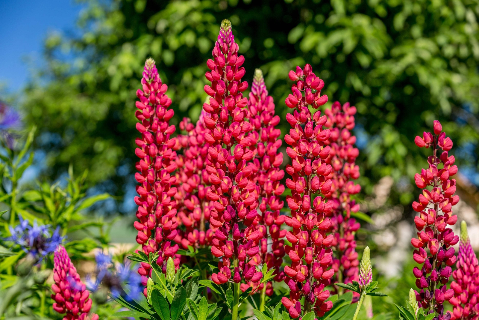 25 RED LUPINE ‘MY CASTLE’ Lupinus Polyphyllus Scarlet Russell Lupin Flower Seeds
