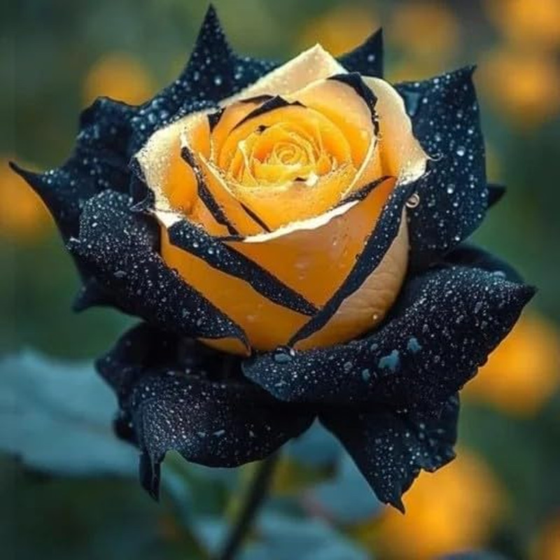 300+Mixed Climbing Rose Rosa Seeds for Planting Outdoors -Heirloom Garden Vine