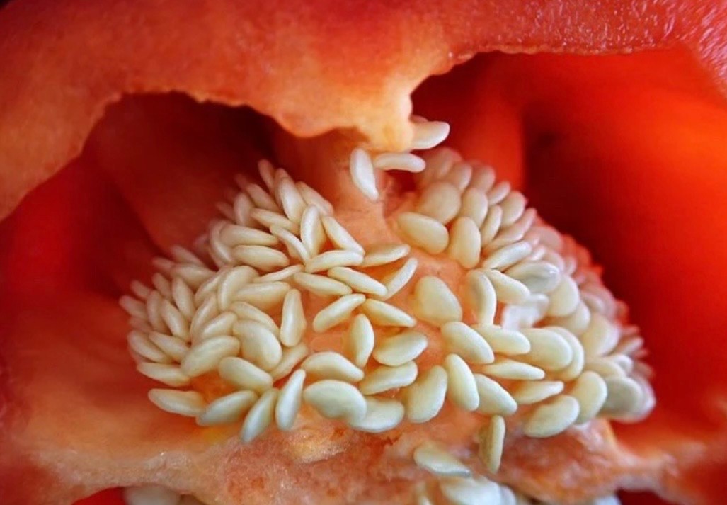 Keystone Giant Sweet Bell Pepper – FRESH Seeds – Organic Non-GMO, USA Seller