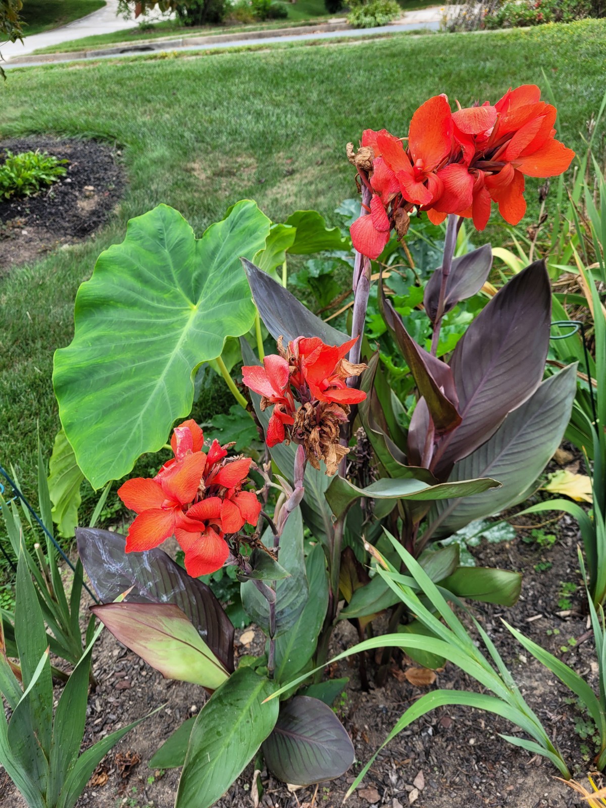 50 Canna Lily Seeds -Connova -Red Flwr -Bronze Leaf – 3-4 ft tall Free Ship