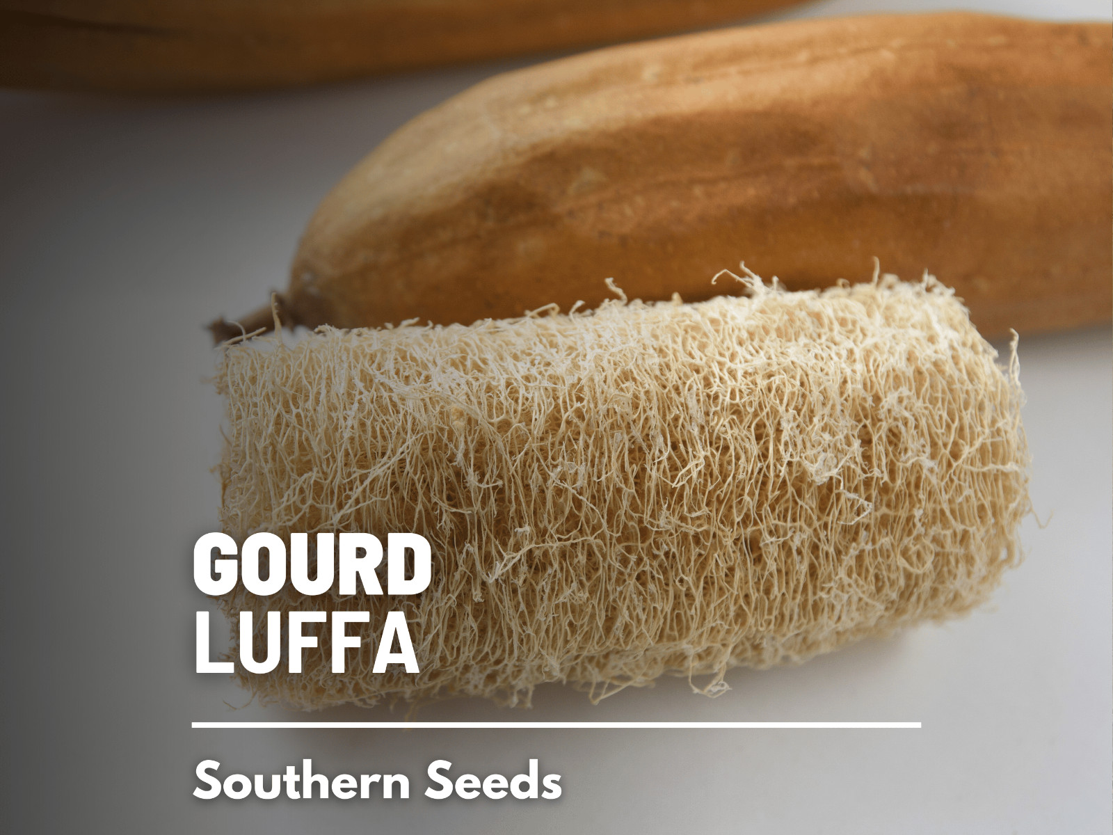Gourd, Luffa – Heirloom Seeds – Grow Your Luffa Sponge (luffa cylindrica)