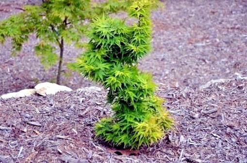 10 “DWARF” Japanese Maple Tree Seeds (Mikawa yatsubusa) UNIQUE Hemp Herb Bonsai