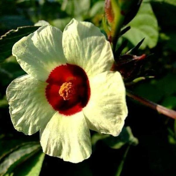 Hibiscus sabdariffa | Yellow Flower | Roselle | Karkadeh | Pundi Palle | 10 Seed