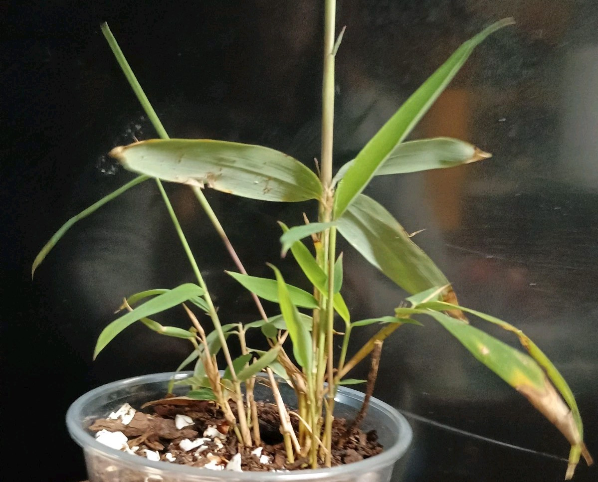 1 Bamboo Plant Live 3″ Vivax Starter Plant Now All Season Fast Tall Timber Fun