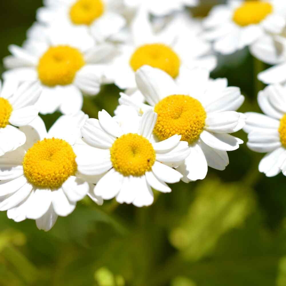 Feverfew (Chrysanthemum Parthenium) – 50+count seeds~perennial~