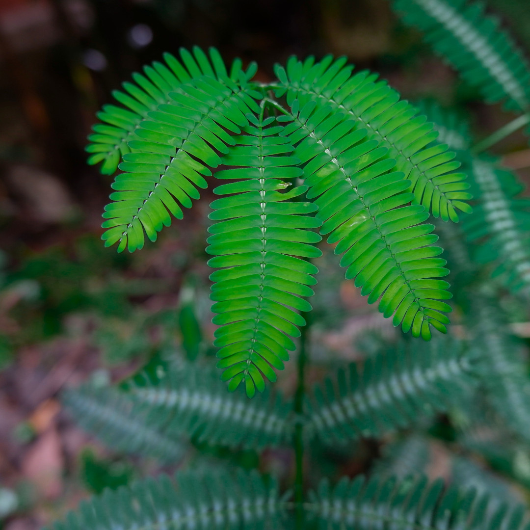 Fresh Sensitive Plant Seeds | Mimosa Pudica | Heirloom Non-GMO | Flowers