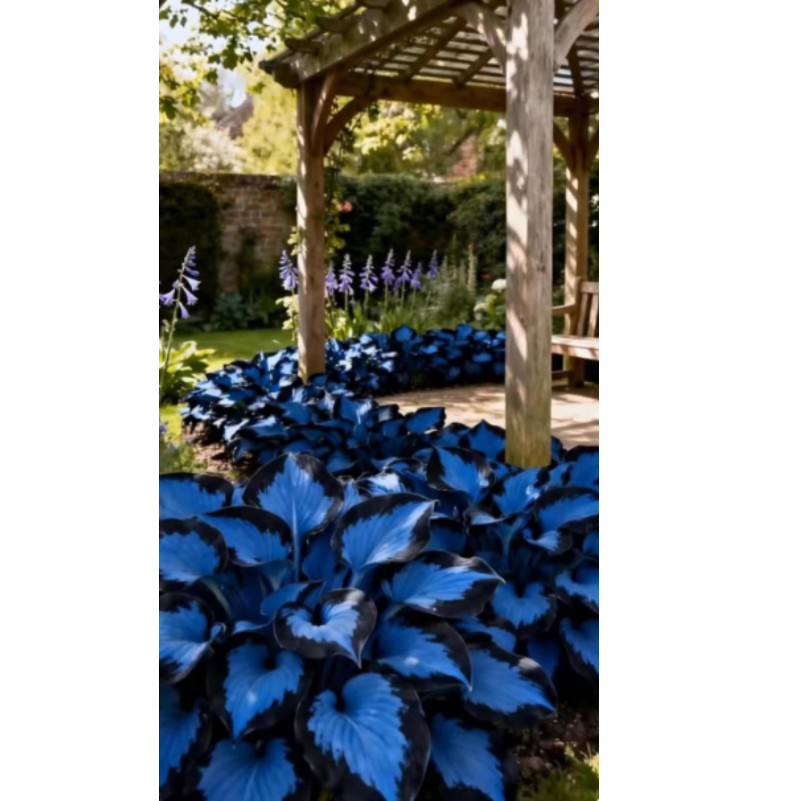 Mixed Hosta Planting Bulbs Pack 3 6 10 Hardy Perennial Shade Garden Plants