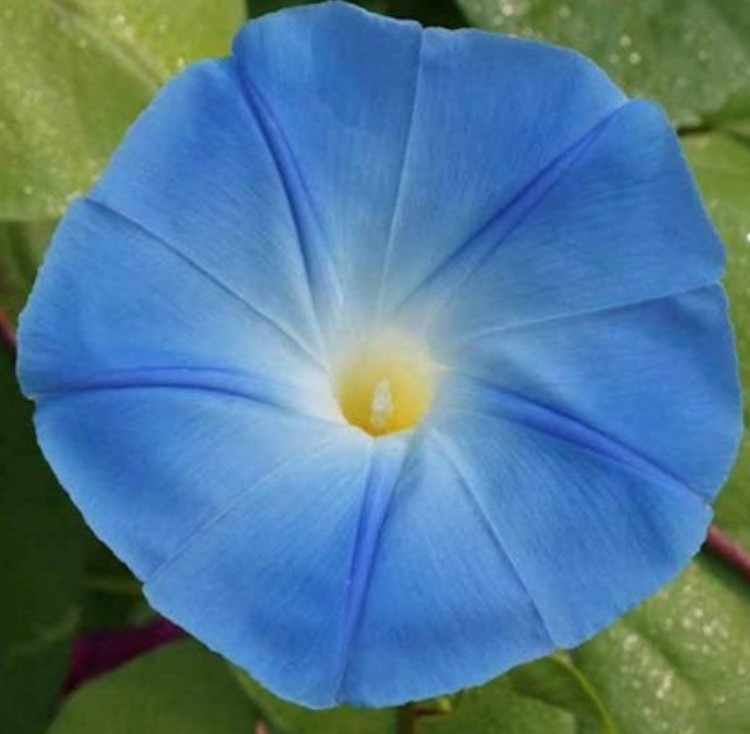 75+ Heavenly Blue Morning Glory Seeds **Fresh Seeds** ~~Free Shipping~~