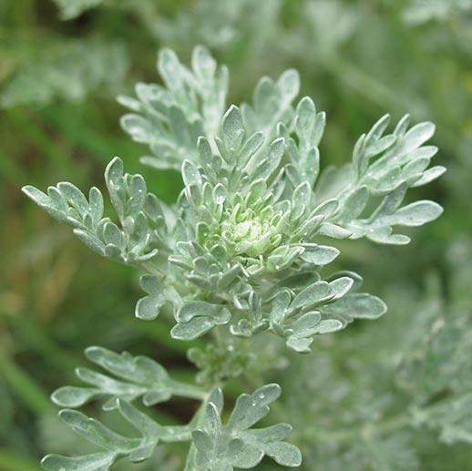 Wormwood Seeds 500+ Artemisia Absinthium Herb Perennial USA FREE S&H