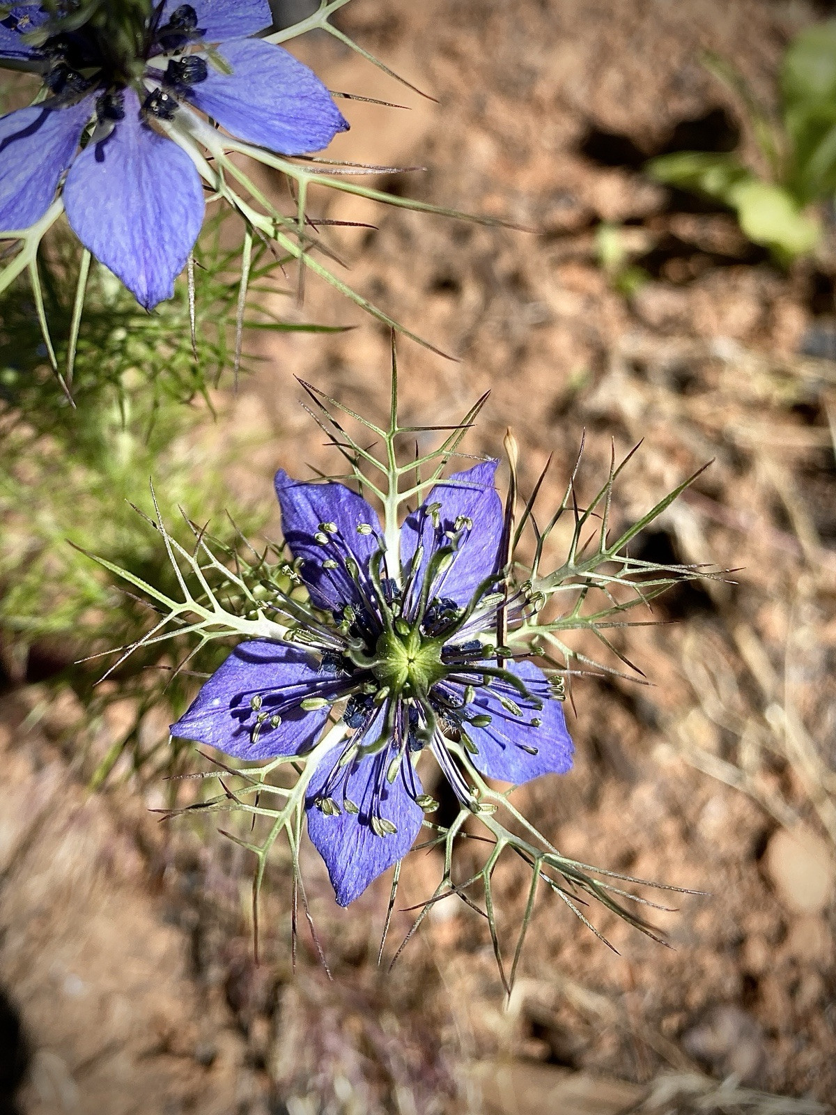 3,000 + Love In a Mist Organic Nigella Flower Seeds Unique Cut Decorative Pods
