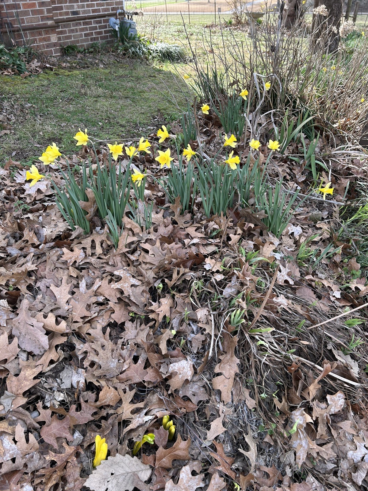 Buttercup, Daffodil Bulbs, Large Blooms, 10 Freshly Dug and Healthy