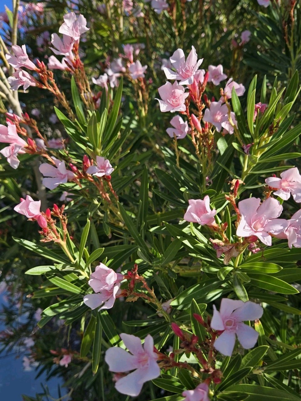 PINK OLEANDER, NERIUM OLEANDER, EXOTIC PLANT TREE (60 2024 Seeds) (08)