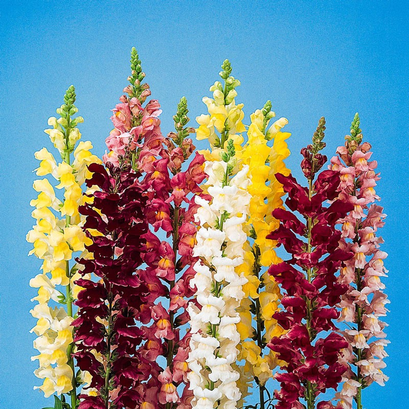 1500+ Snapdragon Tall Mix Seeds – Tall Flower ———– BRIGHT MIXED COLORS