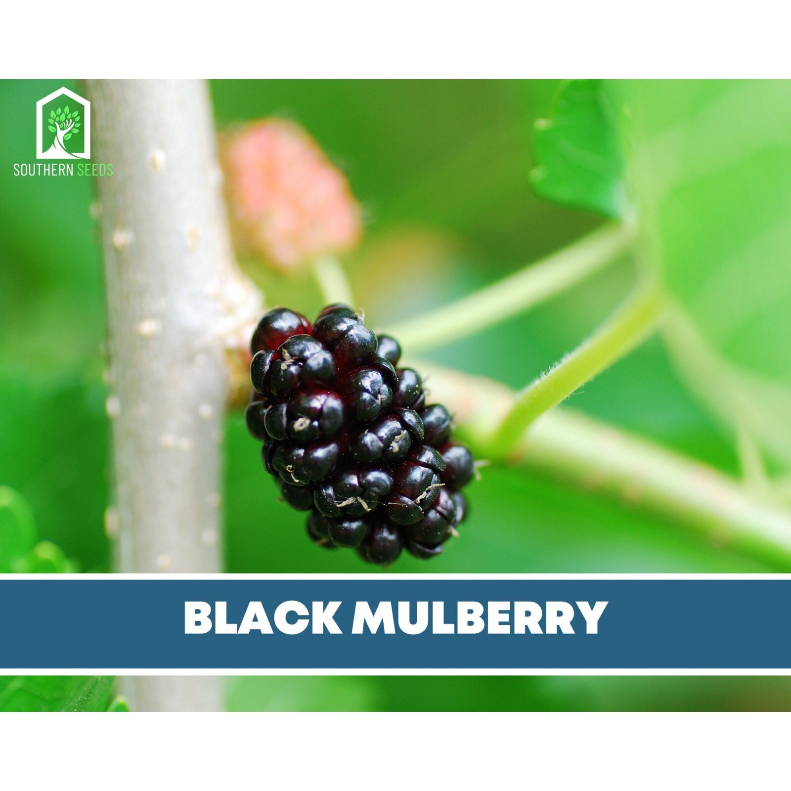 Mulberry, Black – Heirloom Seeds – Culinary & Medicinal – Non GMO (Morus nigra)