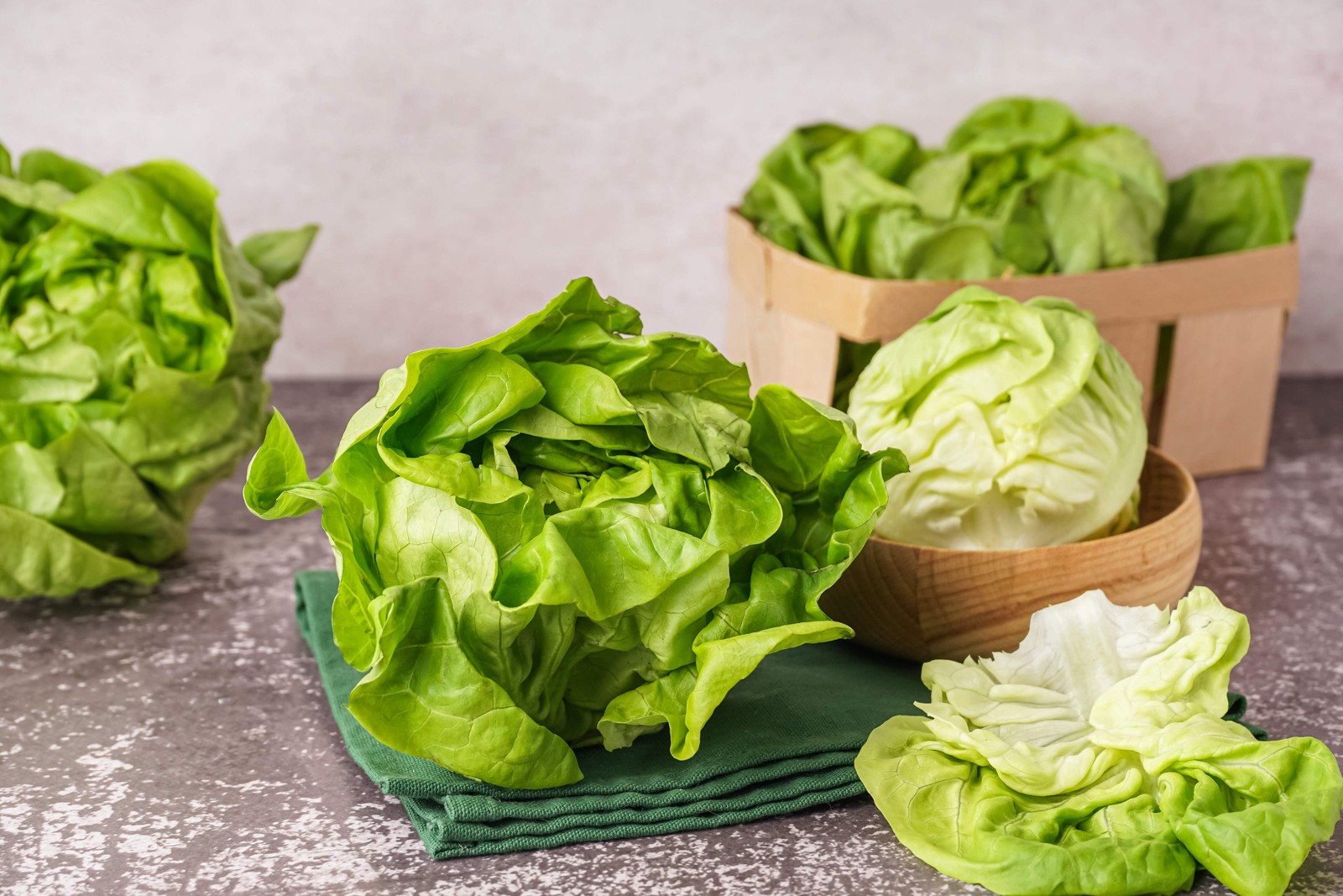 2000 BIBB LETTUCE (Limestone Lettuce) Lactuca Sativa Vegetable Seeds